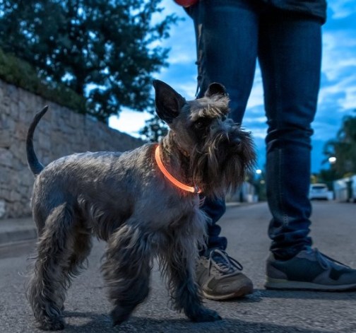 Bezpečnostní LED obojek pro mazlíčky všech velikostí